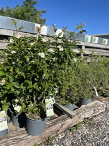 Aronia røn